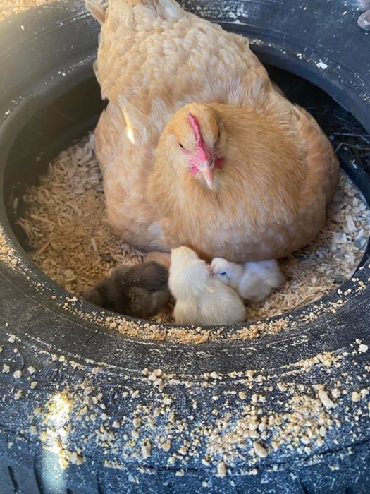 Dinner, one of our hens