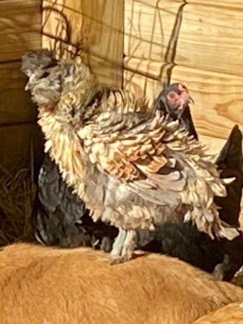 Smoky, one of our hens
