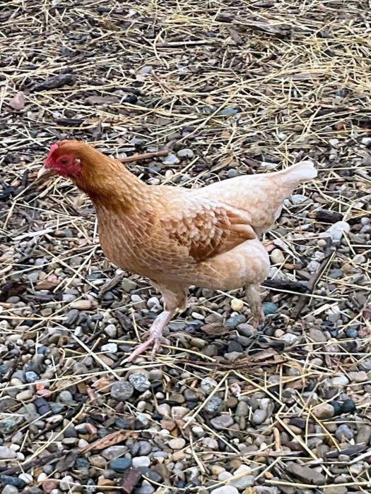Snack, one of our hens
