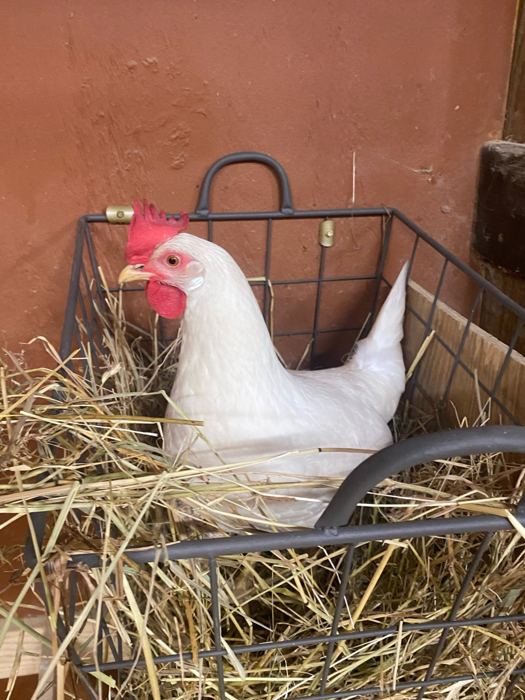 Snow White, one of our hens