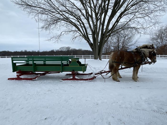 Horse pulling a sleigh in the snow at Fool For You Farm